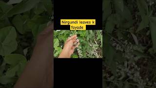 nirgundi leaves k fayade shortvideo nirgundi nirgundioil [upl. by Derriey]