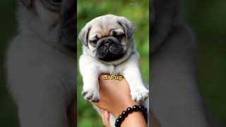 Top 10 most cutest dog in the world 🌎 shorts top10 top10shorts dogs cutedog dogbreeds puppy [upl. by Regine548]