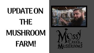 Walk with me around the Mossy Creek Mushrooms farm to see how we grow our gourmet mushrooms [upl. by Treulich]