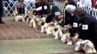 Shih Tzu National Specialty Show [upl. by Claudius576]