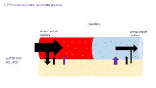 Tissue fluid formation A level biology AQA [upl. by Glasgo385]