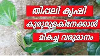 Indian long pepper benefits of thippalli  thippalli Cultivation malayalam [upl. by Farrah256]