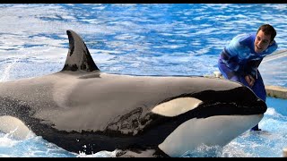 SeaWorld Killer Whale Trainer Responds to quotBlackfishquot [upl. by Nue]