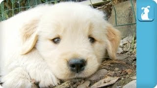 80 Seconds of Adorable Golden Retriever Puppies [upl. by Meeki43]