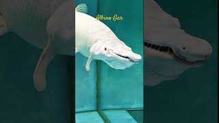 MMA Short Albino Alligator Gar  White Alligator Gar alligatorgar alligator garfish monsterfish [upl. by Ahsital]