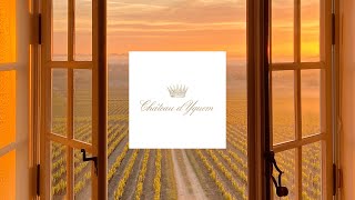 A new dawn  Château d’Yquem 2019 [upl. by Fredella782]