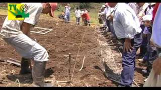 TIERRA PASTOS Y GANADO Siembra pasto de corte y estrella [upl. by Naaman]