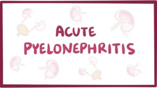 Acute pyelonephritis urinary tract infection  causes symptoms amp pathology [upl. by Eladnor]