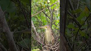 Amazing Bittern Birds Nest birds reviewbirdnest birdhome nature birdnest birdsounds [upl. by Aniles]