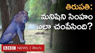 Lion Attack – Tirupati ఒక మనిషిని సింహం ఎలా చంపేసింది అసలు ఎన్‌క్లోజర్‌లో ఏం జరిగింది BBC Telugu [upl. by Ring329]