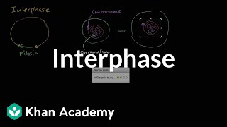 Interphase  Cells  MCAT  Khan Academy [upl. by Rea161]