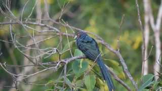 Chestnutbellied malkoha Phaenicophaeus sumatranus [upl. by Devi265]