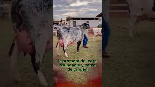 🔴 ¡Conoce Las Increíbles Vacas Lecheras GIROLANDO [upl. by Aliwt]