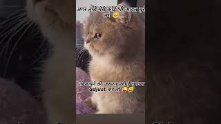 funny cat love calendaring calendar funnymemes cat sortvideo lovelygirl [upl. by Murial866]