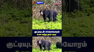 குட்டியுடன் சாலையோரம் உலா வந்த தாய் கரடி  Bear  Cute Video  Viral Shorts  Mudumalai  N18S [upl. by Alamap]