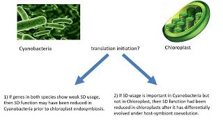 Evolutionary Differences in Cyanobacteria and Chloroplast Translation Initiation  Yulong Wei [upl. by Aicala]