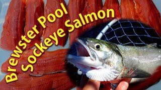 Brewster Pool Sockeye Salmon [upl. by Oned]