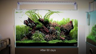 Nature Aquarium Aquascape Tutorial Step by Step ADA 60p at Aquarium Gardens [upl. by Hobbie913]