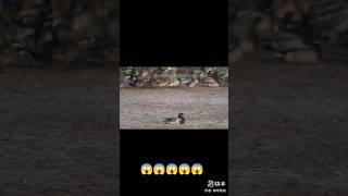 Attack 😱 eagle viral shots treding capcut chaina fypage subscribe newshorts [upl. by Anawat]