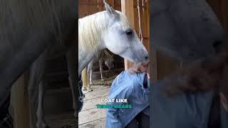 Blanketing Horses  Lets use common sense equestrian horse horsegirl horsecare [upl. by Marx]