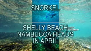 Snorkelling Shelly Beach Nambucca Heads in April [upl. by Allsun]