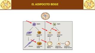 EL ADIPOCITO PERIVASCULAR BEIGE [upl. by Arlette580]