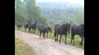 Transhumance de merens dans le couserans [upl. by Neirad34]