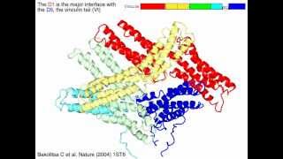 Alphacatenin Vinculin [upl. by Georgeanna]