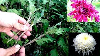 How to grow chrysanthemums from cutting  easy way 100 root [upl. by Marashio]