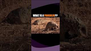 This Mammal Covered In Scales Is Called A Pangolin [upl. by Osgood172]