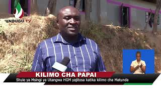 Shule ya Msingi ya Utangwa HGM yajitosa katika kilimo cha Matunda [upl. by Emanuel]