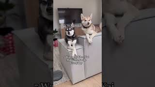 5 Ways My Klee Kai Make Me Smile Everyday [upl. by Aimo]