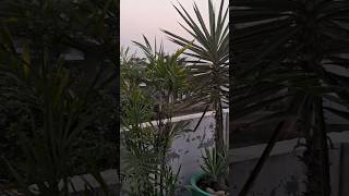 Yucca and bamboo palm 🌴 🪴youtubeshorts youtube ytshorts bamboo palm yucca plants furcraea [upl. by Casady]