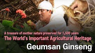 Introducing “Geumsan Ginseng Agricultural Heritage System” [upl. by Loise]