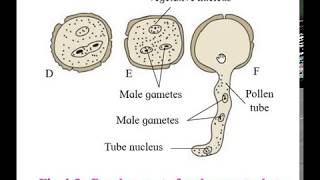 Development of Male Gametophyte in Angiosperm [upl. by Ellord]