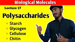 Polysaccharides  Starch  Glycogen  Cellulose  Chitin  Carbohydrates  Class 11 Biology [upl. by Artus123]