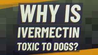 Why is ivermectin toxic to dogs [upl. by Rollin]