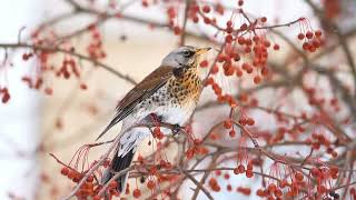 bird in winter eats red berries on a tree [upl. by Elrae]