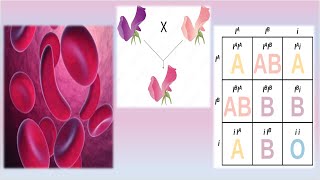 Complex Inheritance Patterns  Mrs Biology [upl. by Atnaloj]