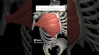 Pectoralis major with origin insertion 3danatomy anatomy 3d [upl. by Yornek]