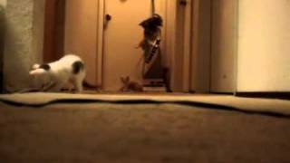 Kittens Have Turn On a Vacuum Cleaner Original [upl. by Ahsekar]