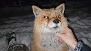 One red fox one girl one orange cat and a silver fox play in the snow [upl. by Bourn]