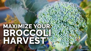 5 MUSTFOLLOW Tips for Harvesting Broccoli [upl. by Godred]