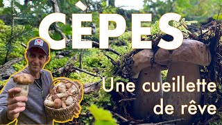 CÈPES  UNE CUEILLETTE DE RÊVE  mes conseils [upl. by Elmore750]