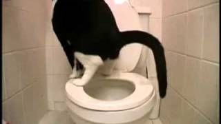 Wie eine Katze richtig aufs Klo geht  Cat on the toilet [upl. by Jones]