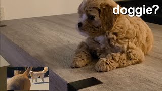 Cavapoo Puppy Reaction To Dog TV VERY CUTE [upl. by Etnom]