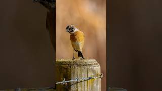 Stonechats  A partial migrant in the UK birds wildbirdphotography photographer stonechat [upl. by Shelah39]