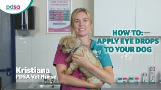 How To Apply Eye Drops To Your Dog PDSA Petwise Pet Health Hub [upl. by Darnoc]