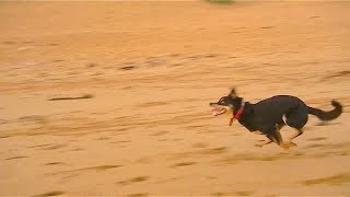 Dog Running In Epic Slow Motion HD [upl. by Dnomyar]