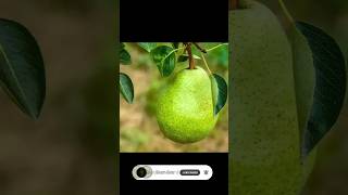 pear plant on pot 🥰🥰 nashpati plant shorts viral trending [upl. by Asillim17]